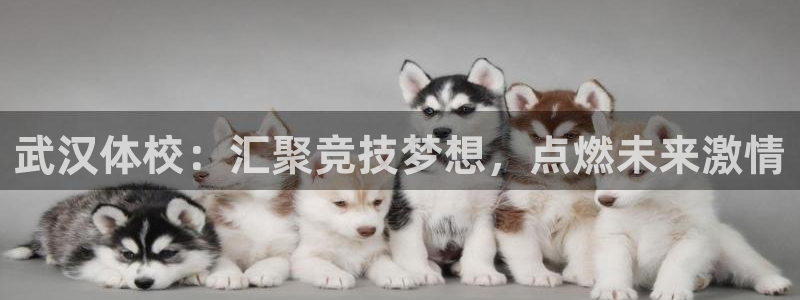 3377体育app官方下载